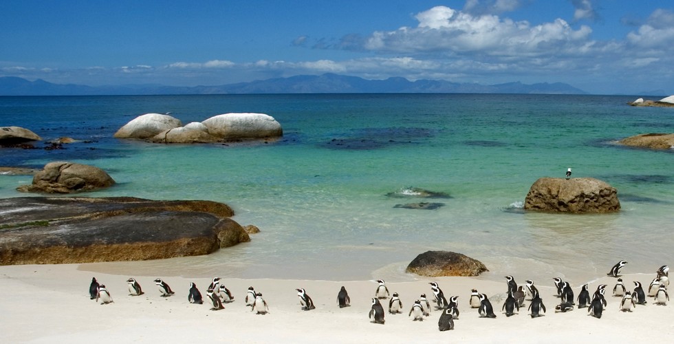 https://d3r8gwkgo0io6y.cloudfront.net/upload/Boulders Beach to view the Penguins.jpg